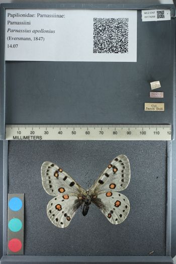 Media type: image;   Entomology 174268